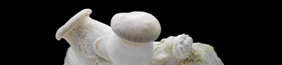 Should We All Be Shrooming?