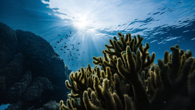 Three Actionable Items from the 2022 UN Ocean Conference