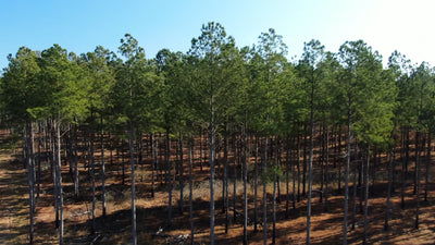 Why Sustainable Forestry Matters for Business and the Planet