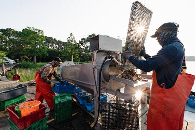 How Cherrystone Aqua-Farms Blends Tradition, Quality, and Sustainability
