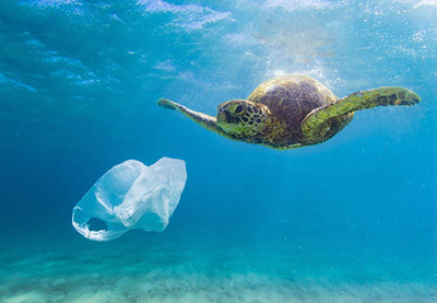 Question: How Much of Your Plastic Will Outlive You?