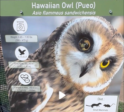 Partnering with Honolulu Zoo for Sustainable Practices